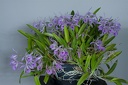 Brassocattleya Makai 'Mayumi'