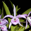 Brassocattleya Makai 'Mayumi'