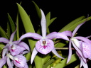 Brassocattleya Makai 'Mayumi'