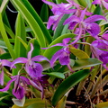 Brassocattleya Makai 'Mayumi'