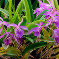 Brassocattleya Makai 'Mayumi'