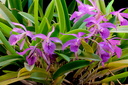 Brassocattleya Makai 'Mayumi'