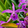 Brassocattleya Makai 'Mayumi'