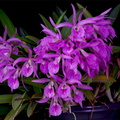 Brassocattleya Makai 'Mayumi'