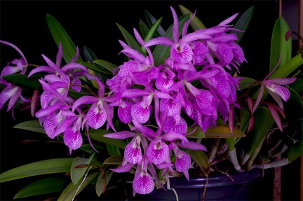 Brassocattleya Makai 'Mayumi'