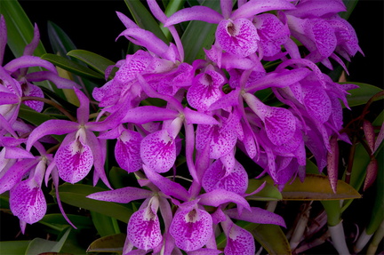 Brassocattleya Makai 'Mayumi'