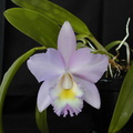 Cattleya Candy Tuft