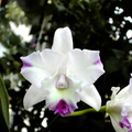 Cattleya Peggy show 'Vegas'