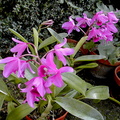 Guarianthe bowringiana