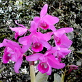 Guarianthe bowringiana