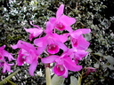 Guarianthe bowringiana