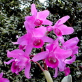 Guarianthe bowringiana