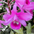 Guarianthe bowringiana