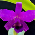 Cattleya_bowringiana5.jpg