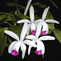 Cattleya intermedia