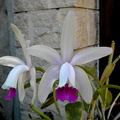 Cattleya intermedia