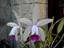 Cattleya intermedia