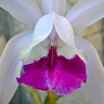 Cattleya intermedia