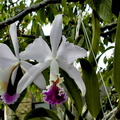 Cattleya mendelii