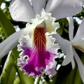 Cattleya mendelii