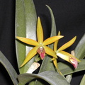 Cattleya Naomi x Brassavola nodosa