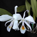 Cattleya schroederae