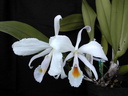 Cattleya schroederae