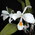 Cattleya schroederae