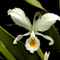 Cattleya schroederae