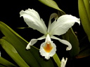 Cattleya schroederae