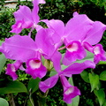 Cattleya_skinneri2.jpg