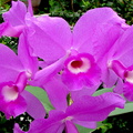 Cattleya_skinneri3.jpg