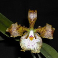 Cattleya velutina