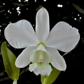 Cattleya walkeriana