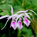 Encyclia adenocaula