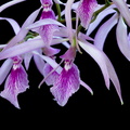 Encyclia adenocaula