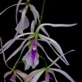 Encyclia_adenocaula11.jpg