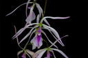 Encyclia adenocaula