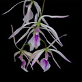 Encyclia_adenocaula12.jpg