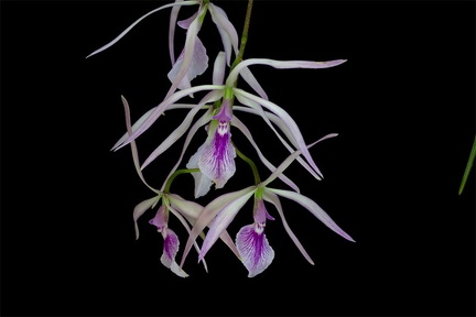 Encyclia adenocaula