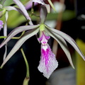 Encyclia adenocaula