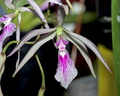 Encyclia adenocaula