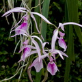 Encyclia adenocaula