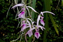 Encyclia adenocaula