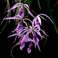 Encyclia_adenocaula4.jpg