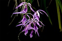 Encyclia adenocaula