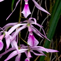 Encyclia_adenocaula5.jpg