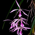 Encyclia adenocaula