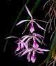 Encyclia adenocaula