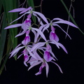 Encyclia adenocaula